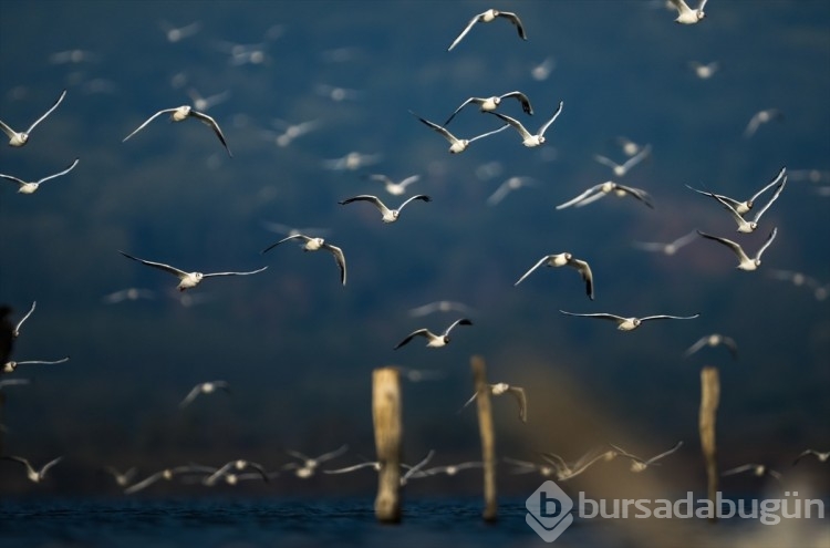Bursa'da göç başladı! Çeşitlilik artıyor...