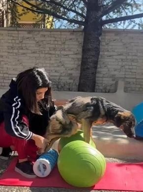 Trafik kazasında felç kalan yavru köpek 'Nazlı'yı tedavi ettirip sahiplendi