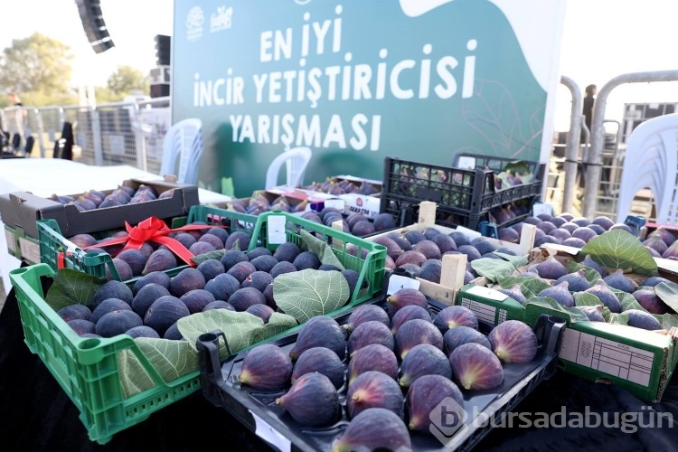 Bursa'da incir festivali heyecanı yaşanacak