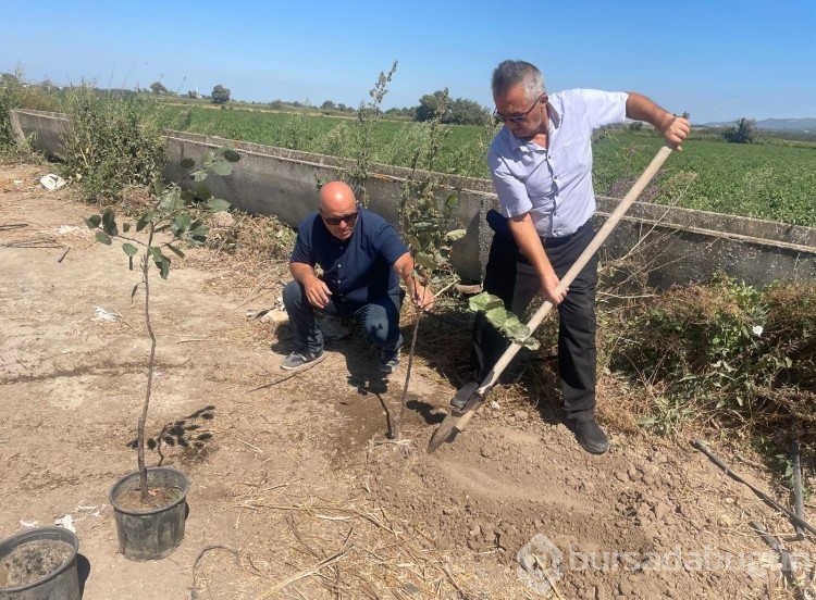 Orman yangınlarında kaybedilen her ağaç yerine 10 fidan