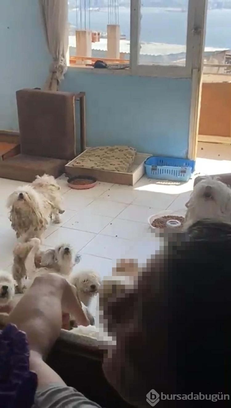 Evde tutulan 20 köpek, şikayet üzerine kurtarıldı