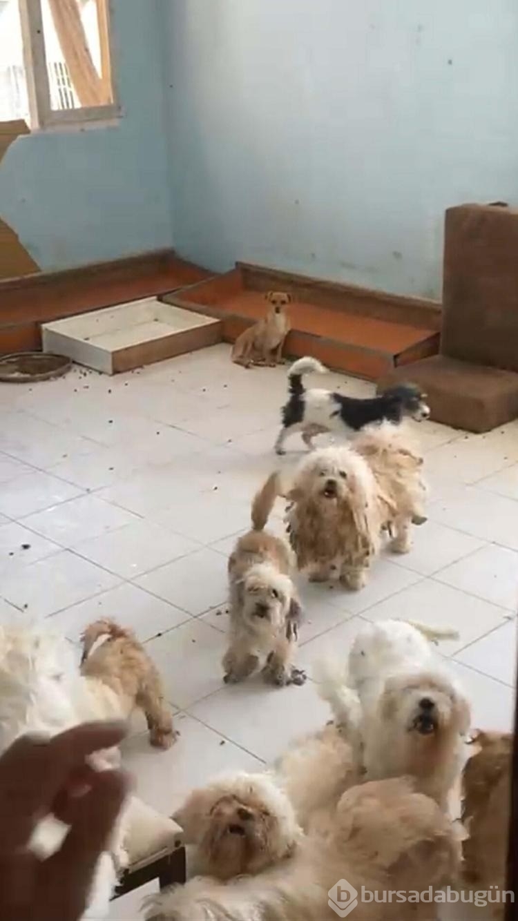 Evde tutulan 20 köpek, şikayet üzerine kurtarıldı