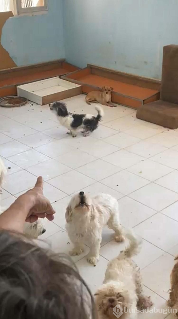 Evde tutulan 20 köpek, şikayet üzerine kurtarıldı