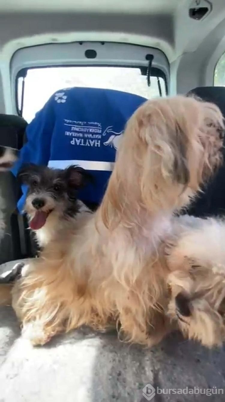 Evde tutulan 20 köpek, şikayet üzerine kurtarıldı