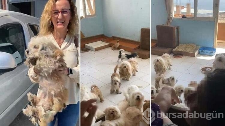 Evde tutulan 20 köpek, şikayet üzerine kurtarıldı