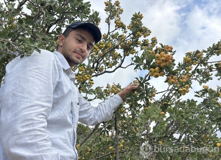 Şifa deposu alıçta hasat başladı