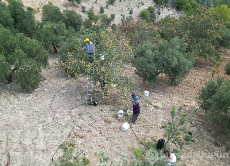 Şifa deposu alıçta hasat başladı