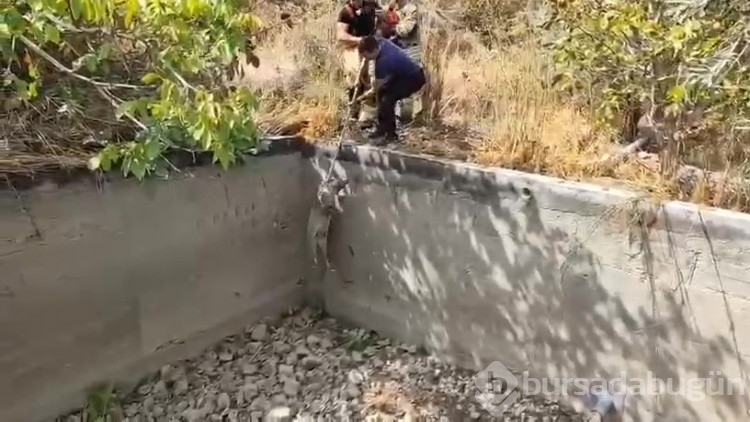 Sulama havuzuna düşen domuzu itfaiye kurtardı