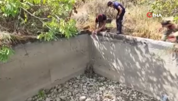 Sulama havuzuna düşen domuzu itfaiye kurtardı