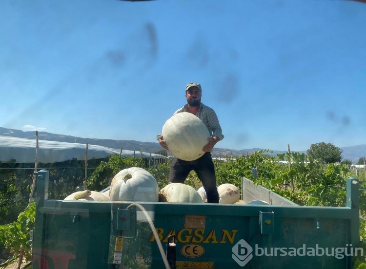 Dalından satışla ekonomiye katkı