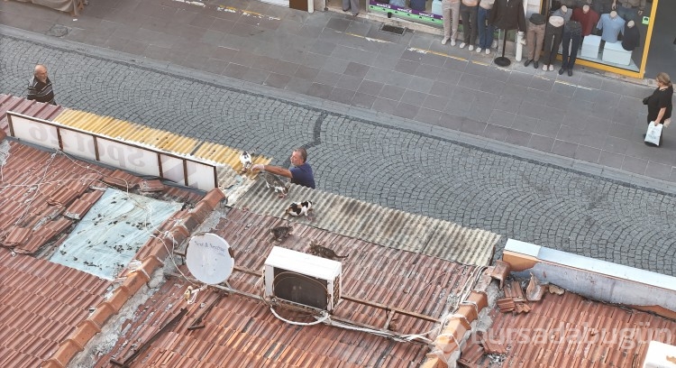 Her gün merdivene çıkıp çatıdaki kedileri besliyor
