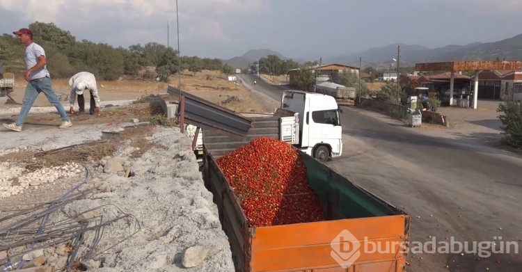 domates hasadı depreme rağmen devam ediyor