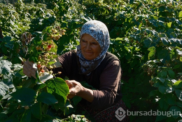 Türkiye'nin ihtiyacını Bursa'daki bu ilçe üretiyor..