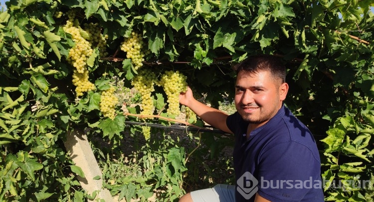 Coğrafi işaretli İsabey çekirdeksiz üzümünde hasat başladı
