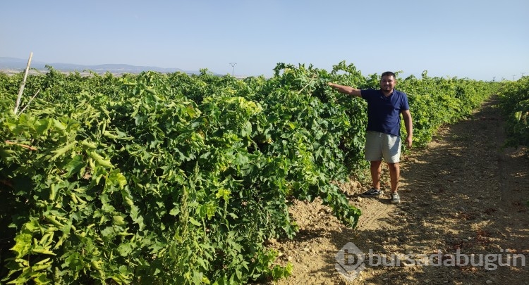 Coğrafi işaretli İsabey çekirdeksiz üzümünde hasat başladı