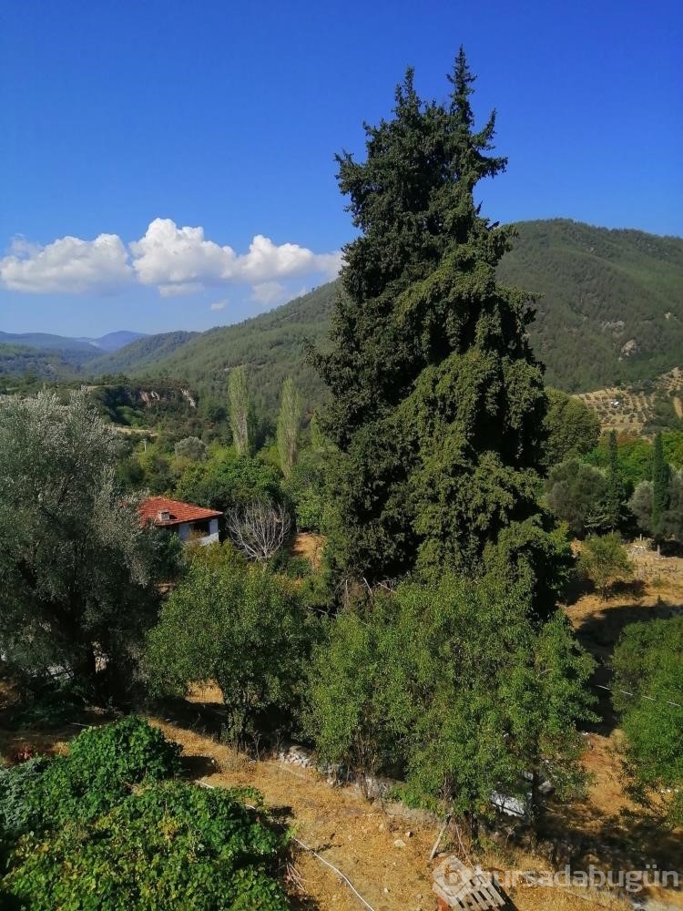 Göktepeliler, asırlık ağaca sahip çıkıyor