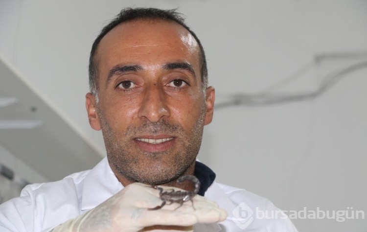 İnşaatçılıktan akrep zehri üretimine geçti, gramından on binlerce dolar kazanacak