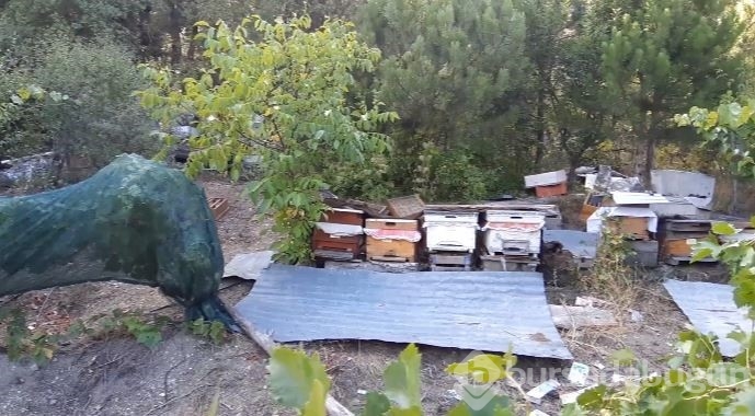 Bolu'da ayılar köylünün kabusu oldu