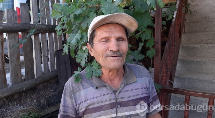 Bolu'da ayılar köylünün kabusu oldu