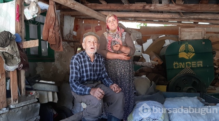 Bolu'da ayılar köylünün kabusu oldu