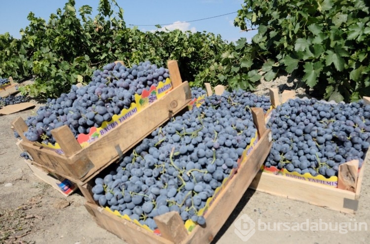 Cimin üzümünde hasat başladı