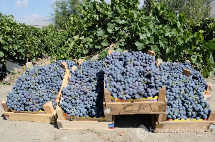 Cimin üzümünde hasat başladı