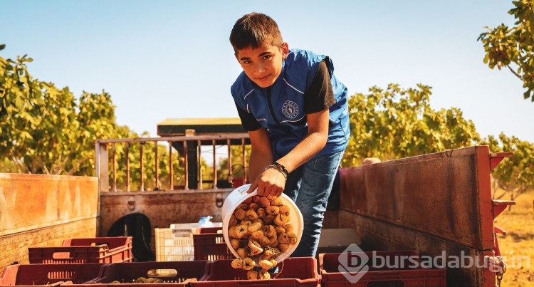 Gönüllü gençler incir üreticisinin alın terine ortak oldu