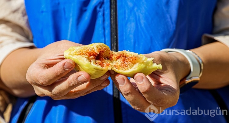 Gönüllü gençler incir üreticisinin alın terine ortak oldu