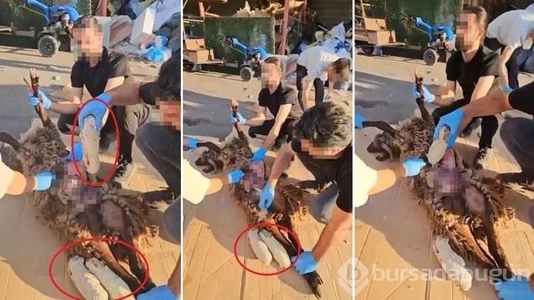 Ölü koyunun karnında uyuşturucu sevkiyatı polise takıldı!