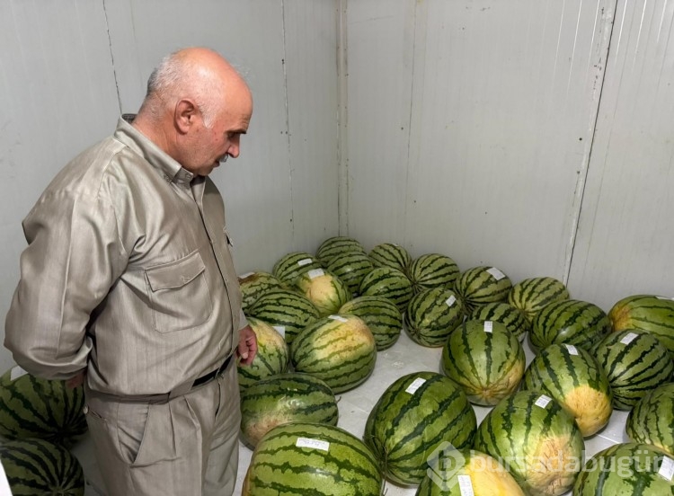 Diyarbakır'da karpuz yarışmasına sayılı günler kaldı