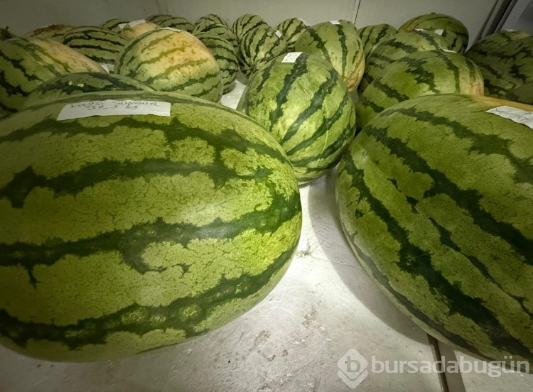 Diyarbakır'da karpuz yarışmasına sayılı günler kaldı