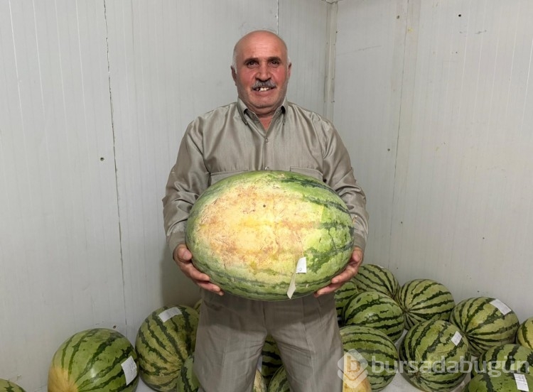 Diyarbakır'da karpuz yarışmasına sayılı günler kaldı
