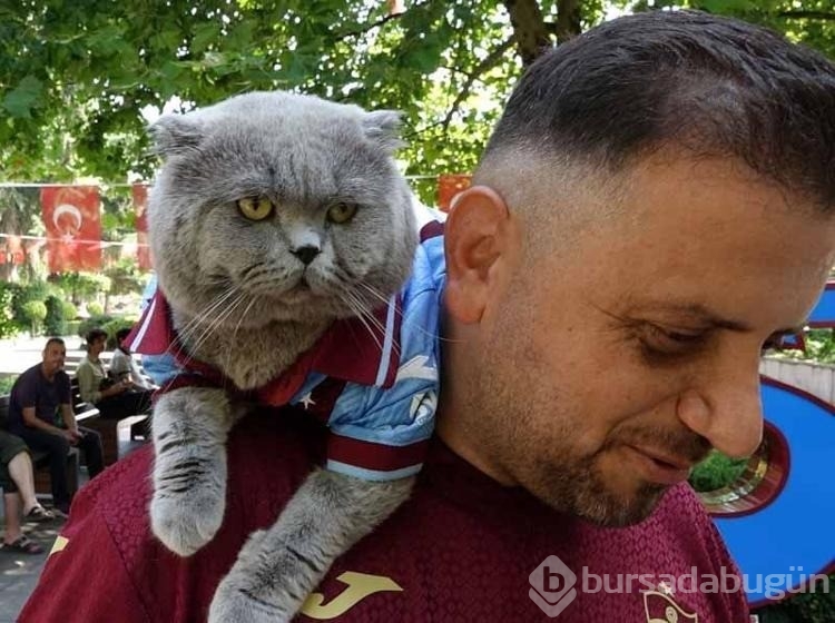 Fanatik kedi 'Tom'a maç izlemek için stadyuma vize