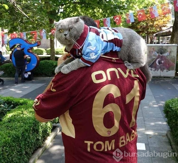 Fanatik kedi 'Tom'a maç izlemek için stadyuma vize