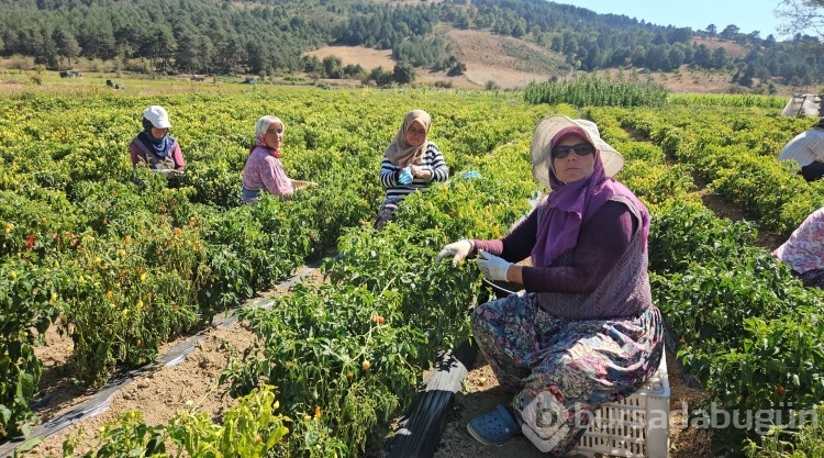 Sındırgı'da sarı altında hasat zamanı