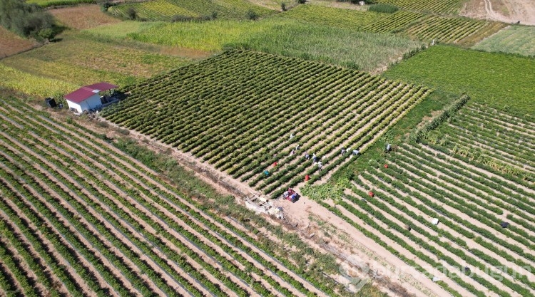 Sındırgı'da sarı altında hasat zamanı