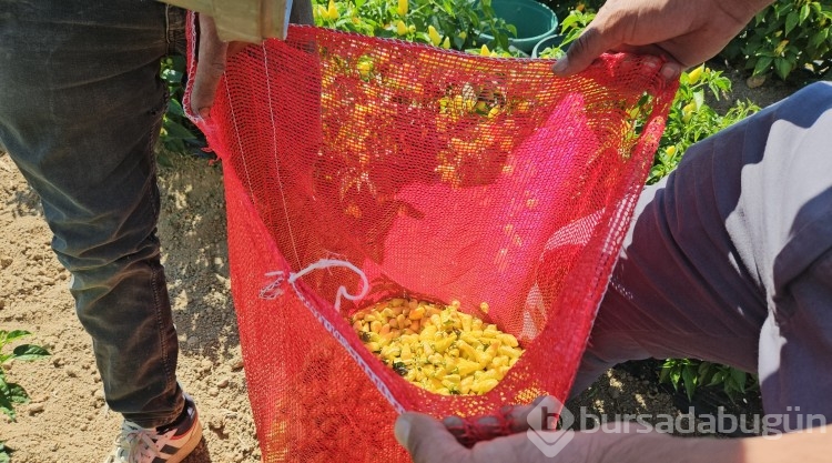 Sındırgı'da sarı altında hasat zamanı
