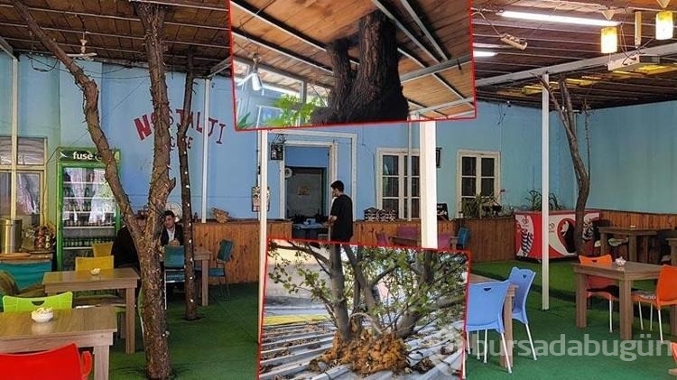 Meyve ağaçları, kafenin ortasında kaldı
