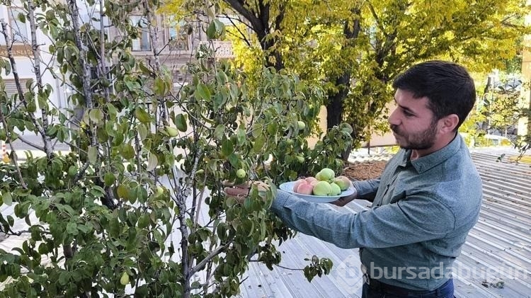 Meyve ağaçları, kafenin ortasında kaldı