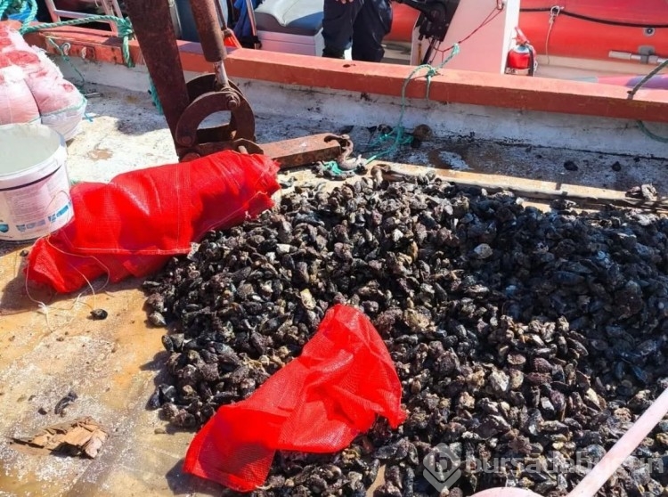 Kaçak avlanan 600 kilo midye tekrar denize bırakıldı