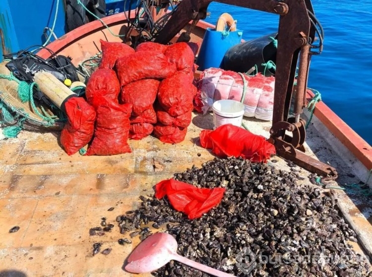 Kaçak avlanan 600 kilo midye tekrar denize bırakıldı