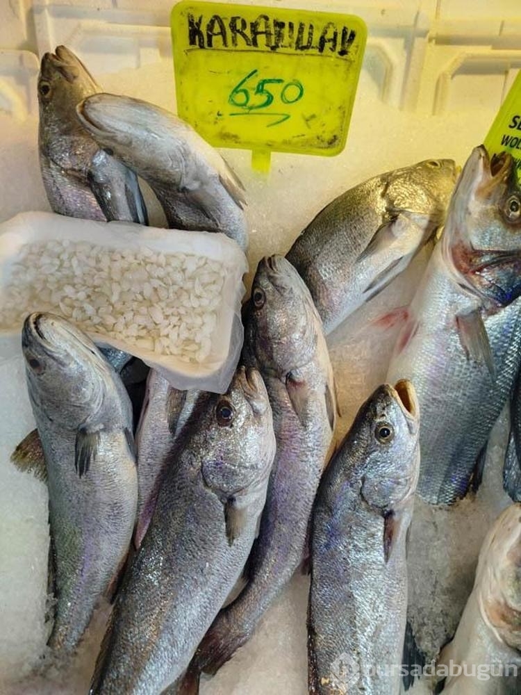 Balık 650, başındaki taş 10 bin lira