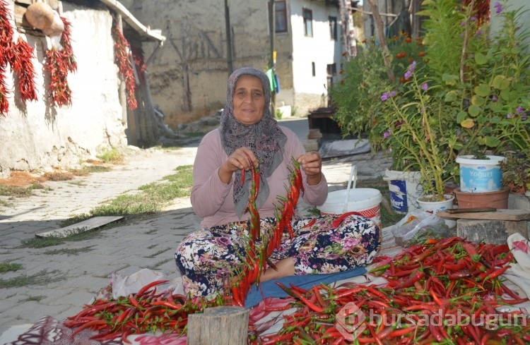 160 yıldır aynı tohumdan acı biber üretiyorlar