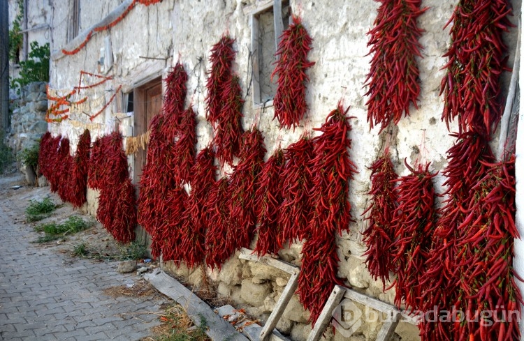 160 yıldır aynı tohumdan acı biber üretiyorlar