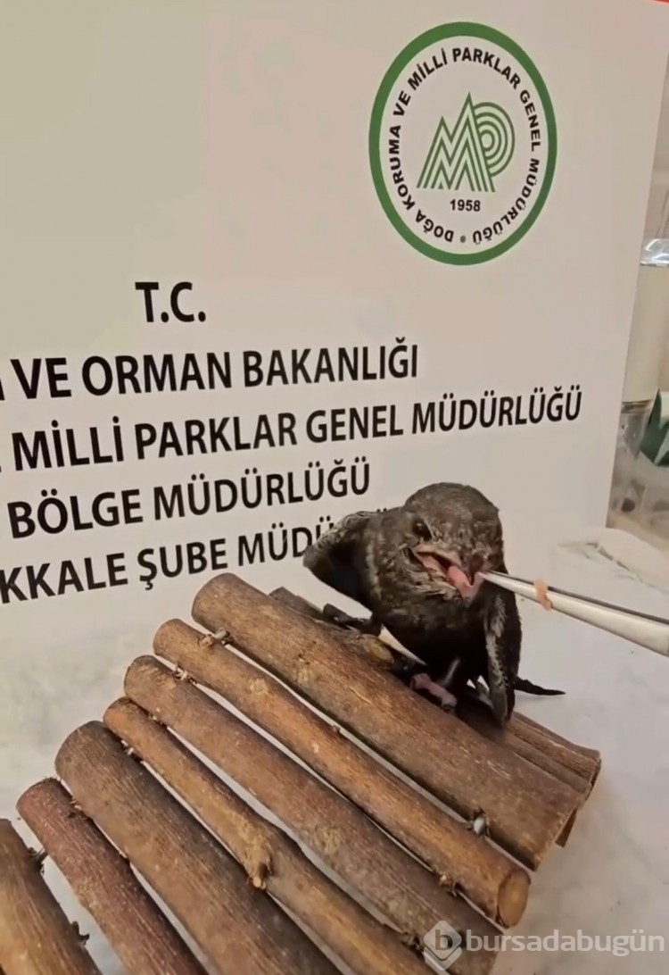 Yaralı kuşlar Doğa Koruma ve Milli Parklar ekipleri sayesinde hayata tutundu
