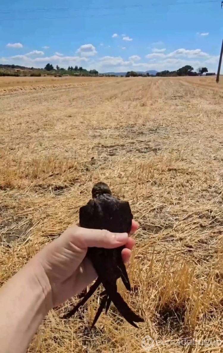 Yaralı kuşlar Doğa Koruma ve Milli Parklar ekipleri sayesinde hayata tutundu