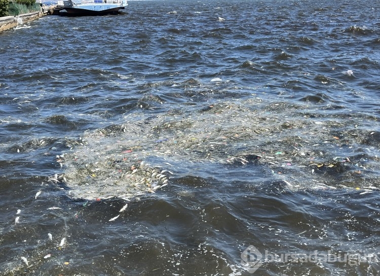 İzmir Körfezi'nde balık ölümleri yeniden başladı