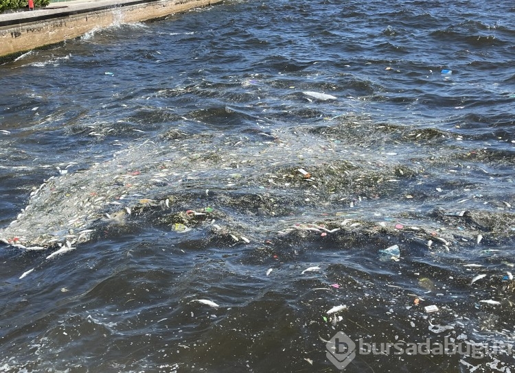İzmir Körfezi'nde balık ölümleri yeniden başladı