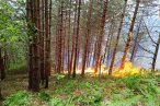 Kastamonu'da orman yangını
