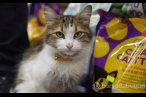 "Yedi Bela Hüsnü" lakaplı fenomen kedi mahal...
